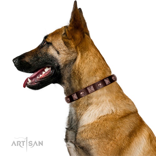 Confortabile collare con decorazioni indossato da Malinois