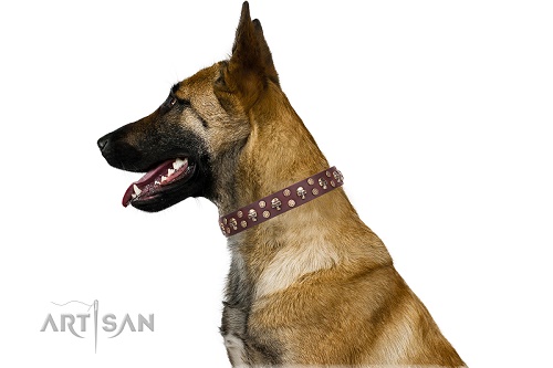 Collare decorato per Malinois