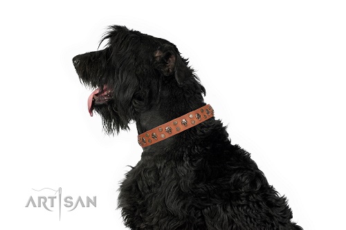 Collare decorato per Black Russian Terrier