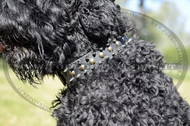Collare esclusivo con borchie decorative Collare esclusivo con borchie decorative