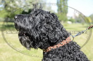 Collare esclusivo con borchie decorative per Terrier Nero Russo Collare esclusivo con borchie decorative per Terrier Nero Russo