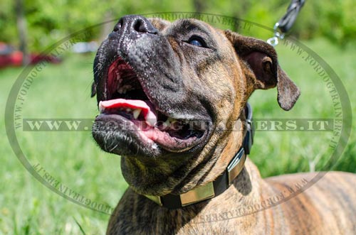 Boxer con collare esclusivo di cuoio