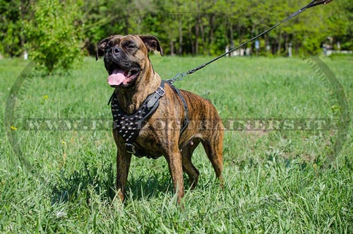 Pettorina di alta qualità per Boxer