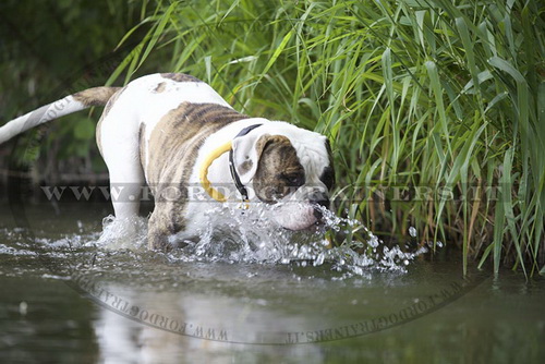 Collare di nylon nero per Bulldog americano