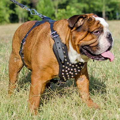 Confortevole pettorina in nylon per Bulldog Inglese