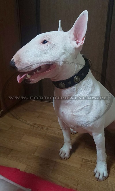 Bullterrier con collare in pelle con decorazioni