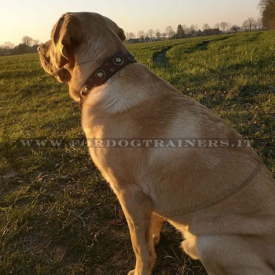 Collare in pelle per Labrador Retriever