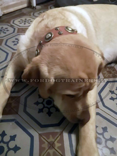 Collare Artisan per Labrador Retriever