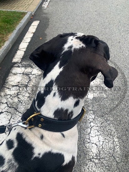 Collare classico di cuoio con fodera per cane grande