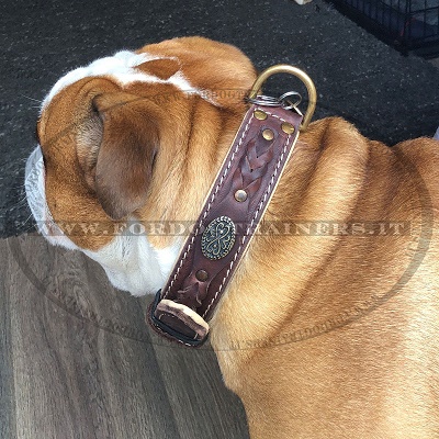 Collare di cuoio vero per Bulldog Inglese