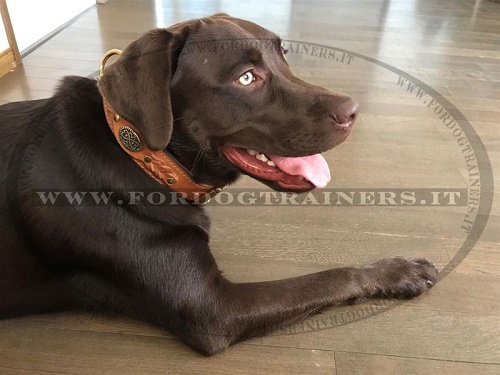 Bellissimo collare in pelle naturale per
Labrador