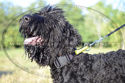 Collare di nylon nero per Terrier Nero Russo