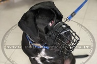 Museruola in metallo gommato per Cane Corso Museruola in metallo gommato per Cane Corso