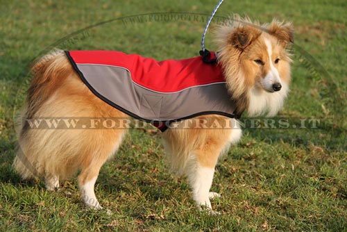 Pettorina invernale per Sheltie