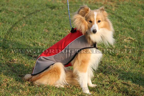 Pettorina invernale per Sheltie