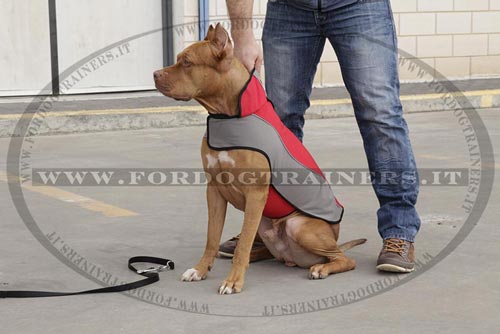 Pettorina invernale per Pitbull