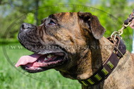 Collare in cuoio con piastre rettangolari per Boxer Collare in cuoio con piastre rettangolari per Boxer