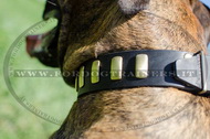 Collare in cuoio con decorazione per Boxer Collare in cuoio con decorazione per Boxer