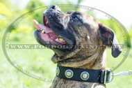 Collare in nylon con borchie rotonde per Boxer Collare in nylon con borchie rotonde per Boxer