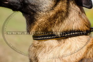Collare in pelle a strozzo per Malinois Collare in pelle a strozzo per Malinois