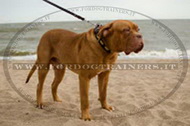 Collare in cuoio con borchie ovali per Dogue de Bordeaux Collare in cuoio con borchie ovali per Dogue de Bordeaux