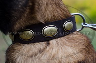 Collare in cuoio con borchie ovali per Malinois Collare in cuoio con borchie ovali per Malinois