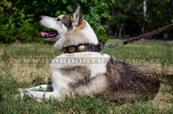 Collare con borchie ovali per Laika della Siberia Occidentale Collare con borchie ovali per Laika della Siberia Occidentale