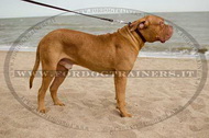 Collare classico in pelle, larghezza 25 mm per Dogue de Bordeaux Collare classico in pelle, larghezza 25 mm per Dogue de Bordeaux