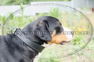 Collare 2,5 cm, con fodera di feltro per Swiss Mountain Dog Collare 2,5 cm, con fodera di feltro per Swiss Mountain Dog