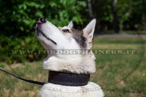 Laika con collare classico con fodera