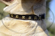 Collare in cuoio con decorazione per Labrador