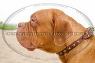Collare in cuoio con decorazione per Dogue de Bordeaux Collare in cuoio con decorazione per Dogue de Bordeaux