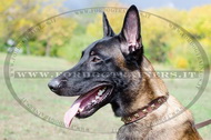 Collare in cuoio con decorazione per Malinois Collare in cuoio con decorazione per Malinois