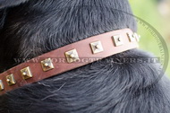 Collare in cuoio con decorazione per Swiss Mountain Dog Collare in cuoio con decorazione per Swiss Mountain Dog
