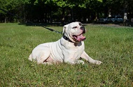 Collare in nylon con borchie rotonde per Bulldog americano Collare in nylon con borchie rotonde per Bulldog americano