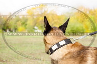 Collare in nylon con piastre decorative per Malinois Collare in nylon con piastre decorative per Malinois