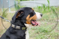 Collare in nylon con piastre decorative per Swiss Mountain Dog Collare in nylon con piastre decorative per Swiss Mountain Dog