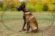 Collare classico in pelle, larghezza 30 mm per Malinois Collare classico in pelle, larghezza 30 mm per Malinois