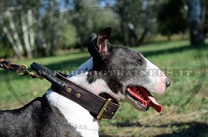 Collare in cuoio con maniglia per Bull Terrier