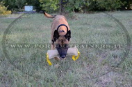 Collare in cuoio con maniglia per pastore belga Malinois Collare in cuoio con maniglia per pastore belga Malinois