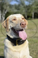 Collare classico in cuoio per Labrador