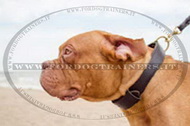 Collare classico in cuoio per Dogue de Bordeaux Collare classico in cuoio per Dogue de Bordeaux