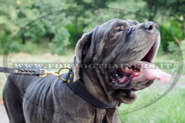 Collare classico di cuoio con fodera per Mastino Napolitano