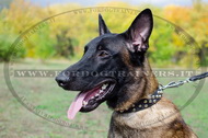 Collare in cuoio con borchie a piramide per Malinois Collare in cuoio con borchie a piramide per Malinois