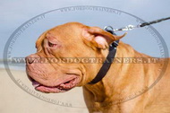Collare classico in cuoio per cane, 40 mm per Dogue de Bordeaux Collare classico in cuoio per cane, 40 mm per Dogue de Bordeaux