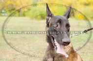 Collare classico in cuoio per cane, 40 mm per Malinois Collare classico in cuoio per cane, 40 mm per Malinois