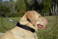Collare in nylon per Labrador
