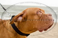 Collare regolabile in nylon per Dogue de Bordeaux Collare regolabile in nylon per Dogue de Bordeaux