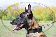 Collare regolabile in nylon per Malinois Collare regolabile in nylon per Malinois