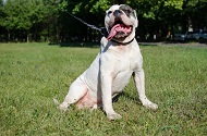Collare in nylon con piastra d'identificazione per cane Collare in nylon con piastra d'identificazione per cane